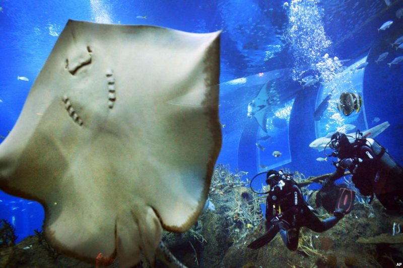 Singapore, Marine Life Park